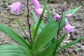 消肿生肌的良药——白芨图片