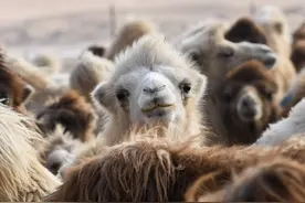 野骆驼和家骆驼是什么关系？专家：是不同物种，但可以繁殖后代图片