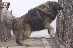 世界“猛犬”排行榜，敢养的人，胆子都很肥图片