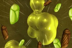 如果我们将10个蛹切开，并混合全部液体，还有可能发育出蝴蝶吗？图片