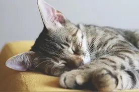 冲动养猫能骂醒一个是一个!新手养猫攻略……图片