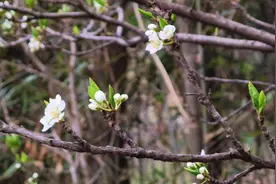 清明节遐思（壬寅年）图片
