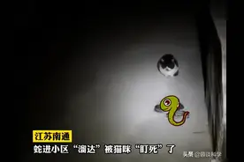 龙虎斗！江苏一条蛇被猫凶住，一动不敢动，猫为何能轻松拿捏蛇？图片