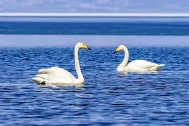 新疆赛里木湖大天鹅图片