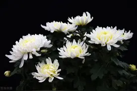 秋季茶杯里撒把它，眼睛舒服的不得了！但千万别买这种有毒的~图片