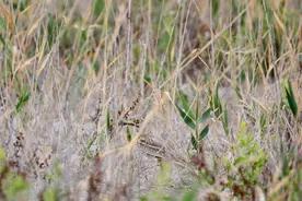 欧石鸻首次现身甘家湖梭梭林自然保护区图片