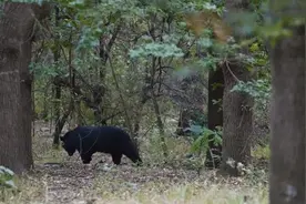 秦岭北麓发现三头黑熊，身材壮硕魁梧，生性爱玩，在林中戏水打闹图片