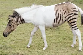 杂交家族添新伙伴“犬狐”？犬和狐孕育后代，生殖隔离还存在吗？图片