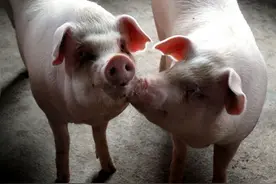 问诊案例 | 头胎母猪屡配不孕怎么办？断奶猪50%不发情是什么原因？图片