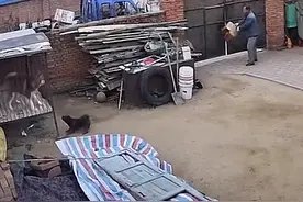 邻居家小黑狗屡次挑衅，惹怒大爷，关门放出阿拉斯加图片