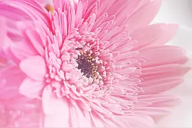 宣威民歌·小调：十二月花（二）图片