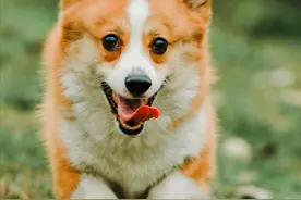 柯基虽好，但有这几个优缺点，看完能接受再去选择图片