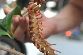 中药知多少？——蜈蚣图片