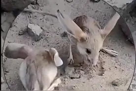 游客：快看两只米奇在打架！网友：新疆“老鼠”的颜值都这么高呀！图片