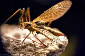 蚊子最大的天敌，竟不是蚊香？别不信，只需5分钟蚊子“消失了”图片