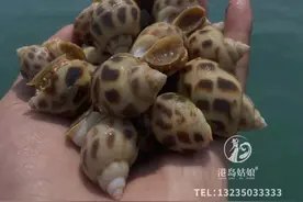 20一斤的“花螺”，老板含泪血赚18？你买到假货啦图片