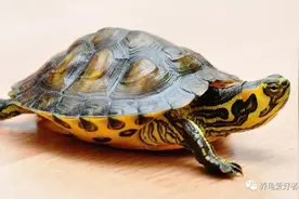 求：最简单的养龟环境要怎么摆弄？图片