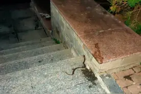 辽宁一小区惊现剧毒短尾蝮！专家：为大连陆地最毒毒蛇！有多毒？图片