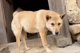 狗不咬没见过面的自家人？它如何分辨的？看似不可思议其实有依据图片