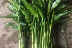 富贵竹买回家，想让它快速发根，瓶里丢个“锈铁钉”，发根更快图片