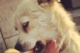 养狗多年才知道，狗狗轻轻咬你，不是在跟你玩，而是在“查岗”图片