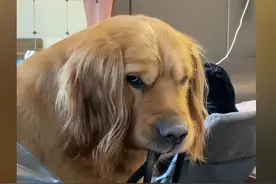 主人为打游戏而拖延遛狗，一旁金毛的表情把人笑抽：你这啥眼神啊图片