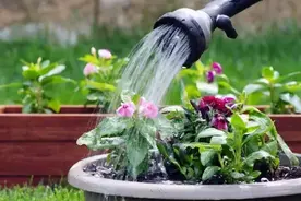 过期小药片，是养花的好帮手，除虫又除菌，比多菌灵还好用图片