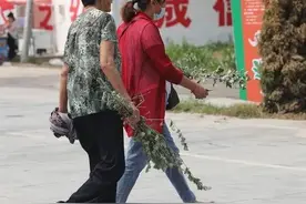 端午节插艾，记得：2不采，3不插，4禁忌，端午安康别犯忌讳图片