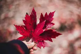 真正高层次的女人，往往有两个过人之处，很容易看出来图片