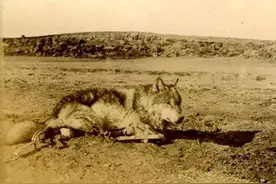 李麻子打狼无数，打死幼崽，夹住母狼，母狼断腿逃生后疯狂报复图片