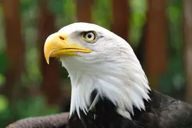 全球各国国宝大盘点，日本神鸟只能在中国见到，法国人最爱高卢鸡图片