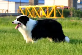 边牧作为最聪明的狗，为什么养的人却不多呢？图片