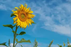 全身都是宝的向日葵，是从哪里来的？它的驯化史要从3000年前说起图片