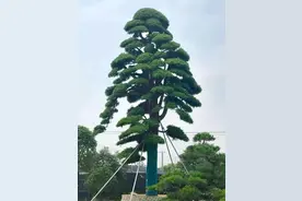 苗交会上最具价值的5棵罗汉松：最贵的一棵估价155万元图片