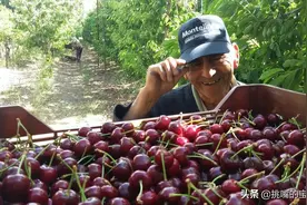 把对华友好列入国策，中国人吃上阿根廷水果，将不止车厘子图片