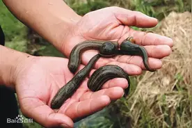 老早农村常见！浙江平湖有人忙着抓这玩意！越小越贵，最贵卖到800块一斤图片