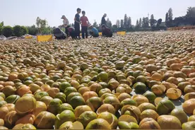 新会陈皮：为什么新会“茶枝柑”适合做陈皮？图片