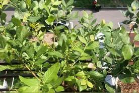 在家种蓝莓，放在露台上，自然授粉，不用管理，夏天结果子图片