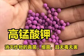 3毛钱的高锰酸钾，能解决作物的病菌、真菌性病害，原理：超简单图片