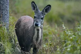 云南两人捡菌发现大片粪便，最后因此牢底坐穿？他们做了什么？图片