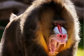 世界上8种最可怕的猴子，你以为怒摔250条狗就是极限？太天真了图片