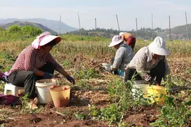 建水：“蒜”出幸福新生活图片