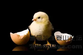 [世界]世界上先有鸡，还是先有蛋？！图片