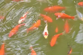 2022年新规定：这常见的10种鱼在禁止放流之列，发现放流可举报图片