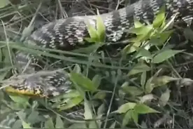 不寒而栗！四川成都，一男子野外游玩时，居然发现一条好大的蛇啊图片