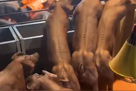 云南“健身猪”走红网络，一头最高可卖8万元，养殖户：这是杜洛克猪，主要用于配种图片