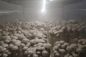 世界上最大生物：活了2800多岁，占地10km²，重千吨，居然是榛蘑图片