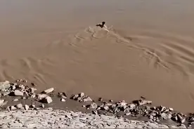 河南小伙跳黄河救人！家属抬羊登门拜谢！图片