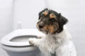 狗吃屎的时候究竟在想什么？其实很多动物都吃屎，还能给人治病？图片