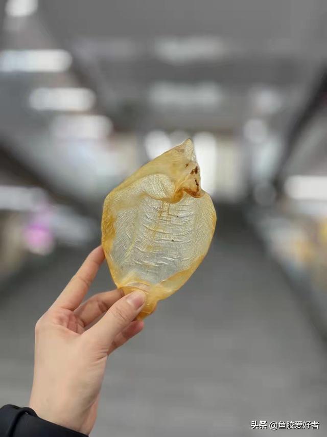 佐罗胶是什么鱼的鱼胶 2026年佐罗鱼胶的营养价值